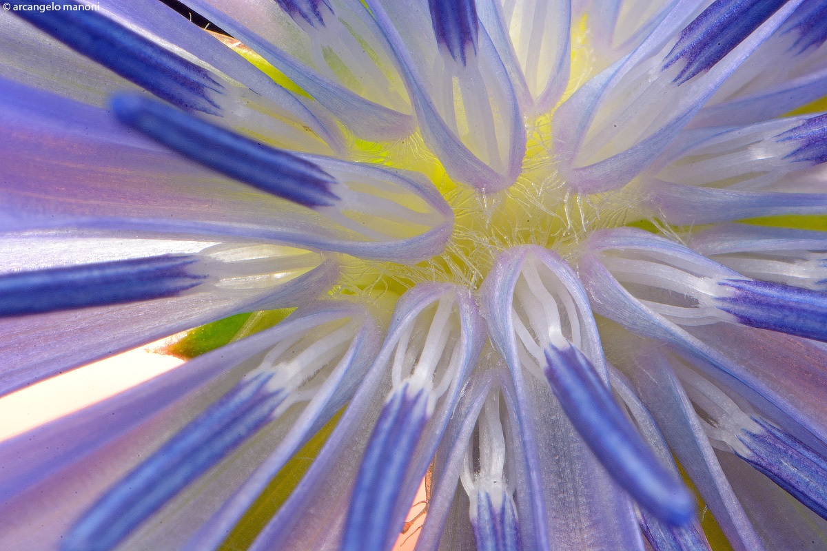 Nel cuore del fiore della cicoria selvatica