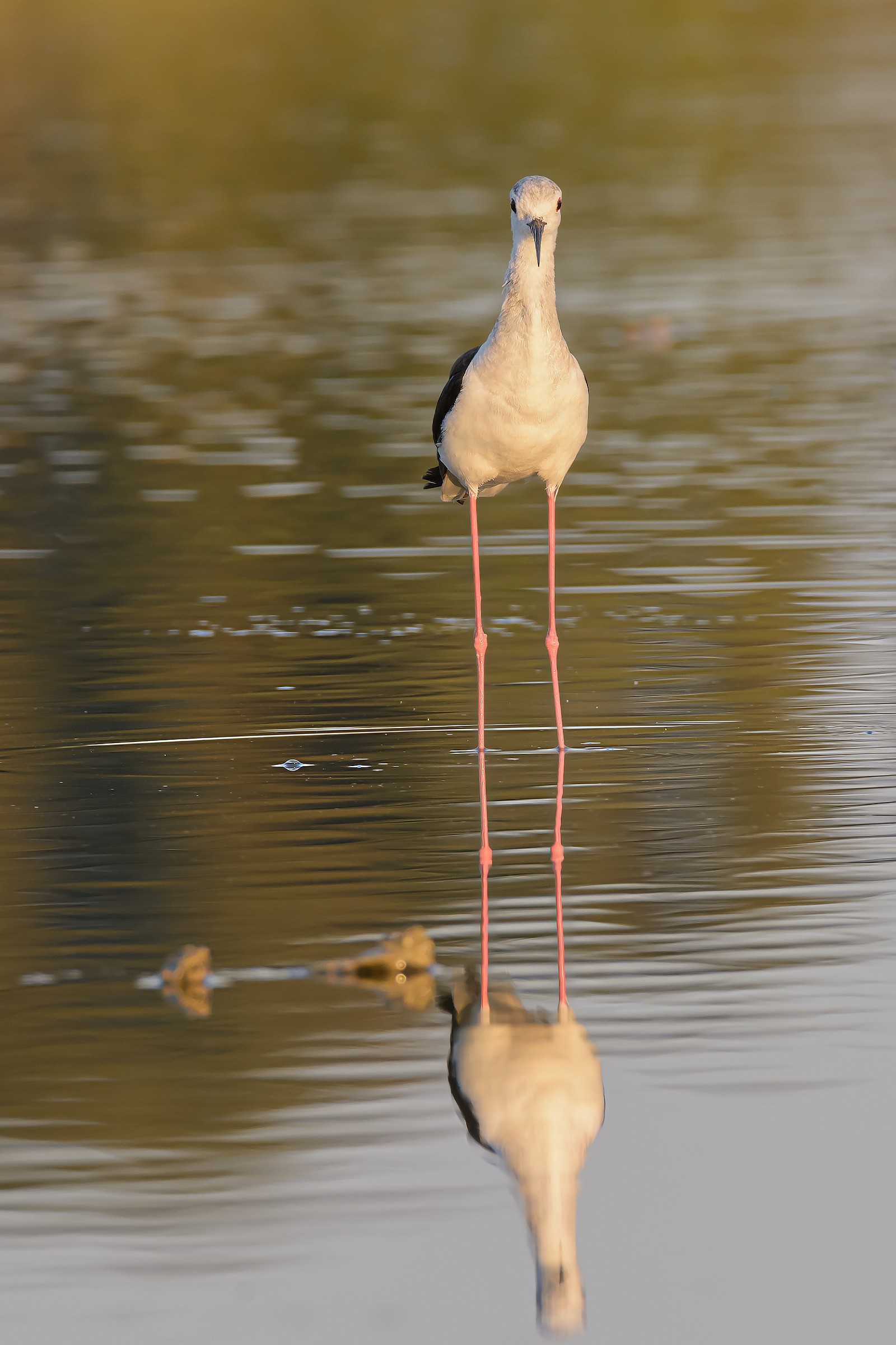 E tu che ci fai qui??