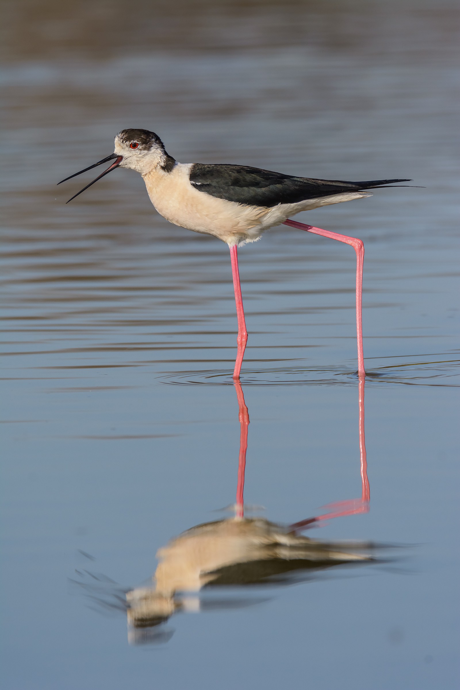 Il cavaliere chiaccherone...