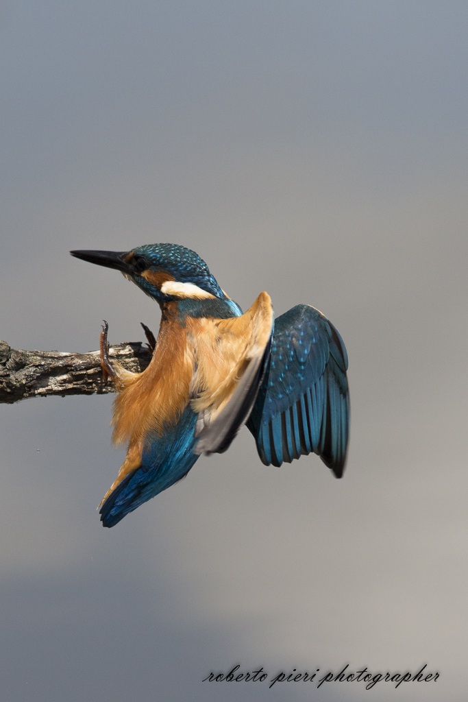 arrival at the roost