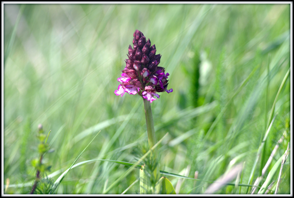 Orchis purpurea - WWF Lake Conza (Av)