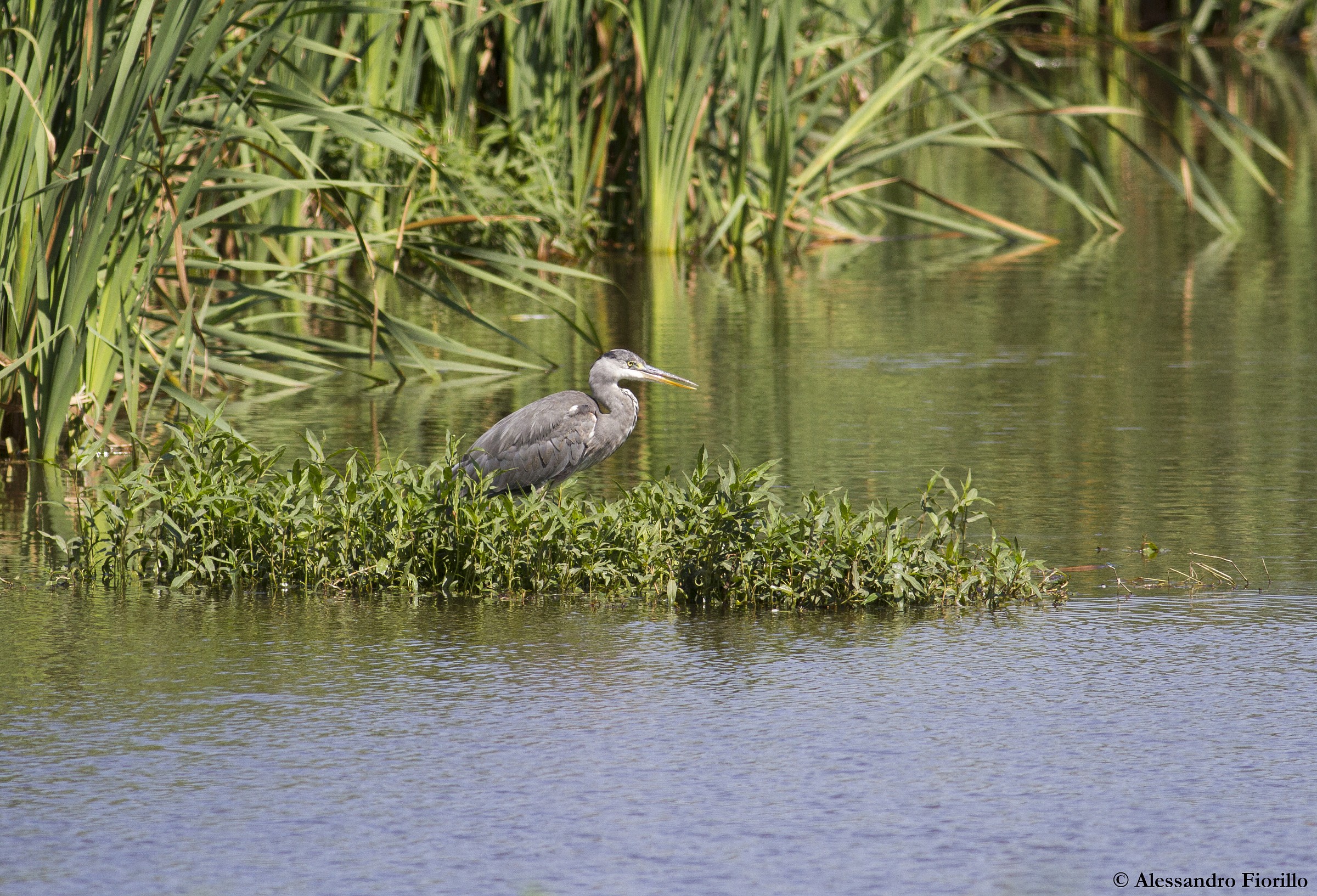 Grey Heron at the park of Caffarella (Rome)