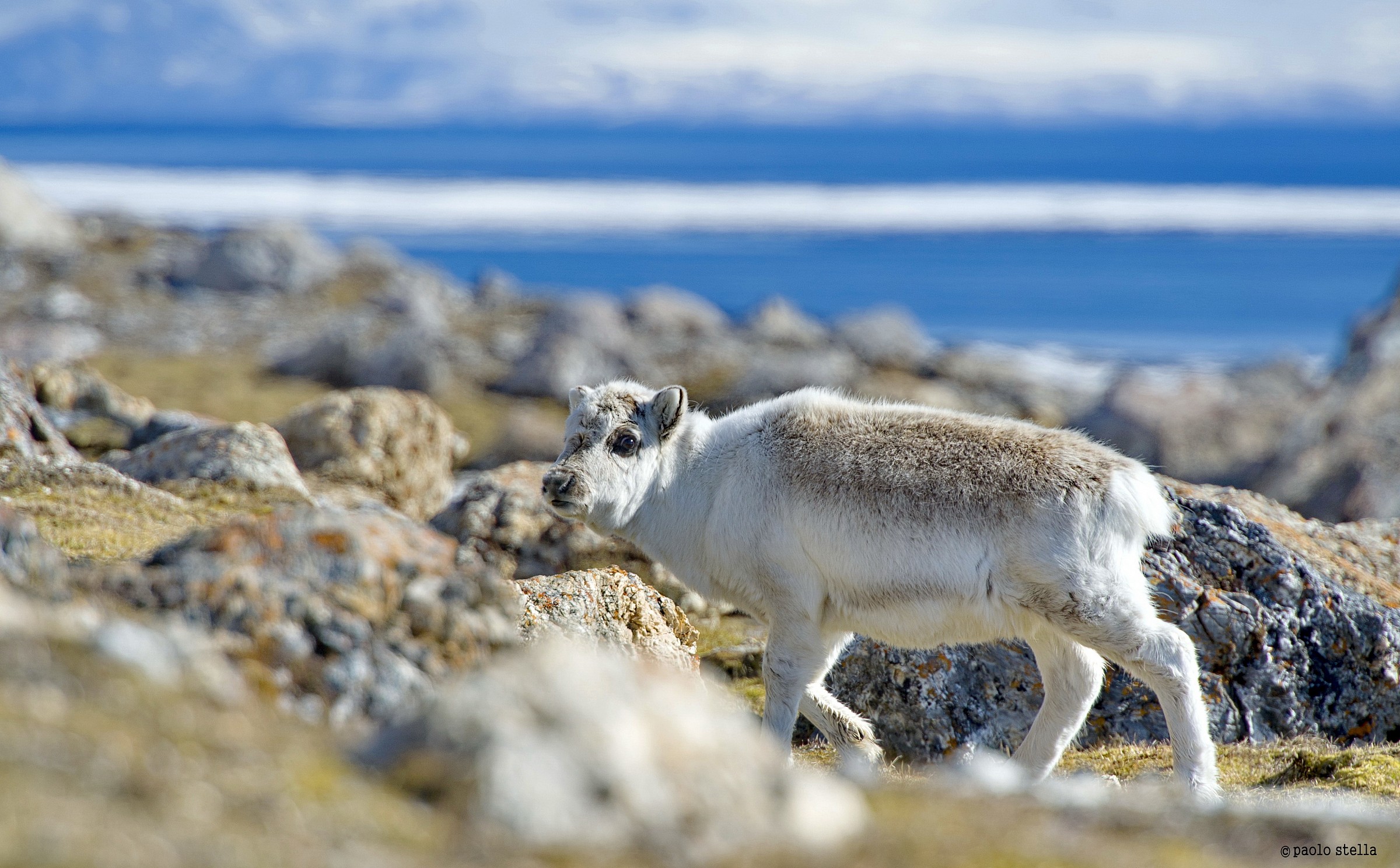 Reindeer at sea Alkehornet
