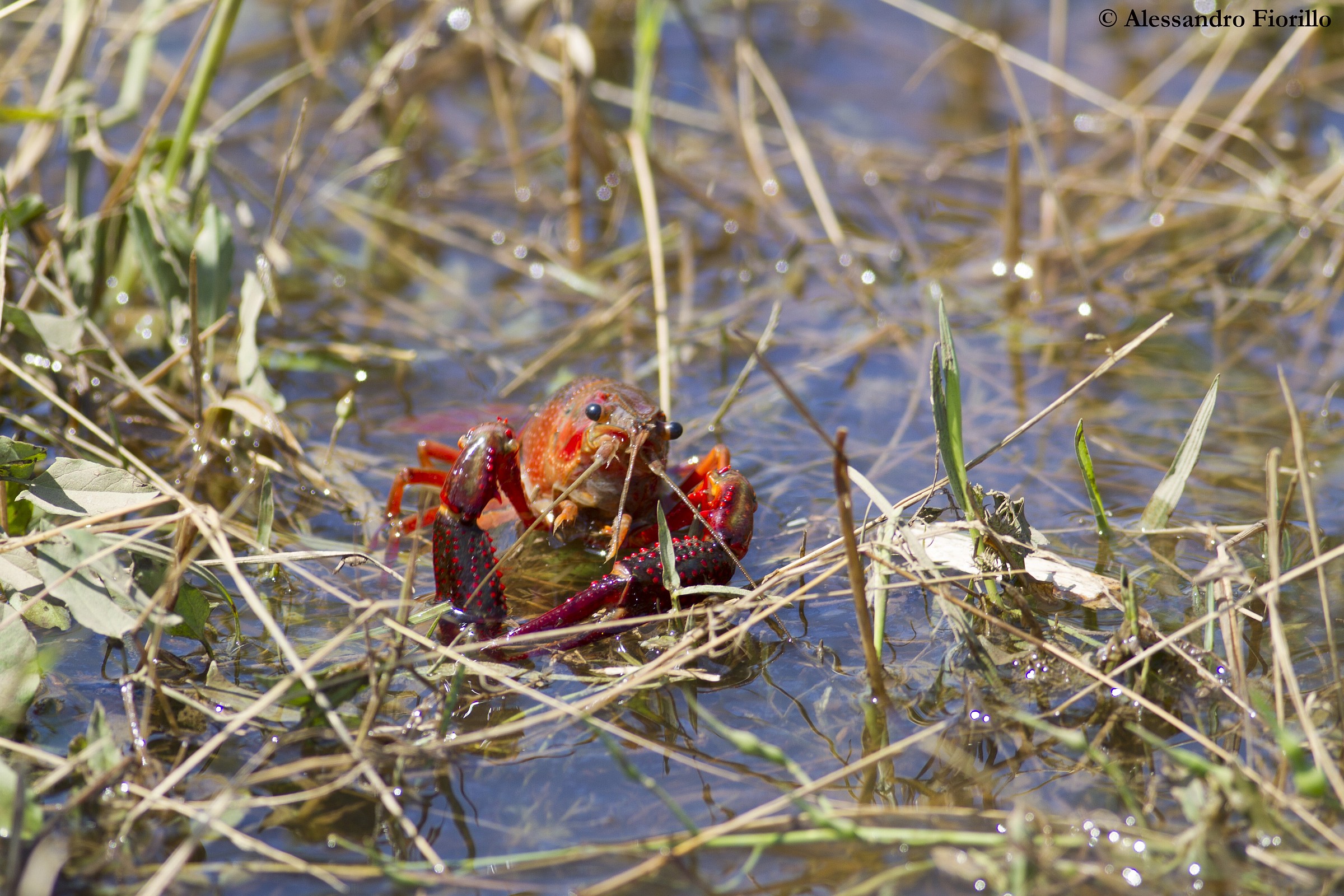 Gambero della Louisiana alla Caffarella (Roma)