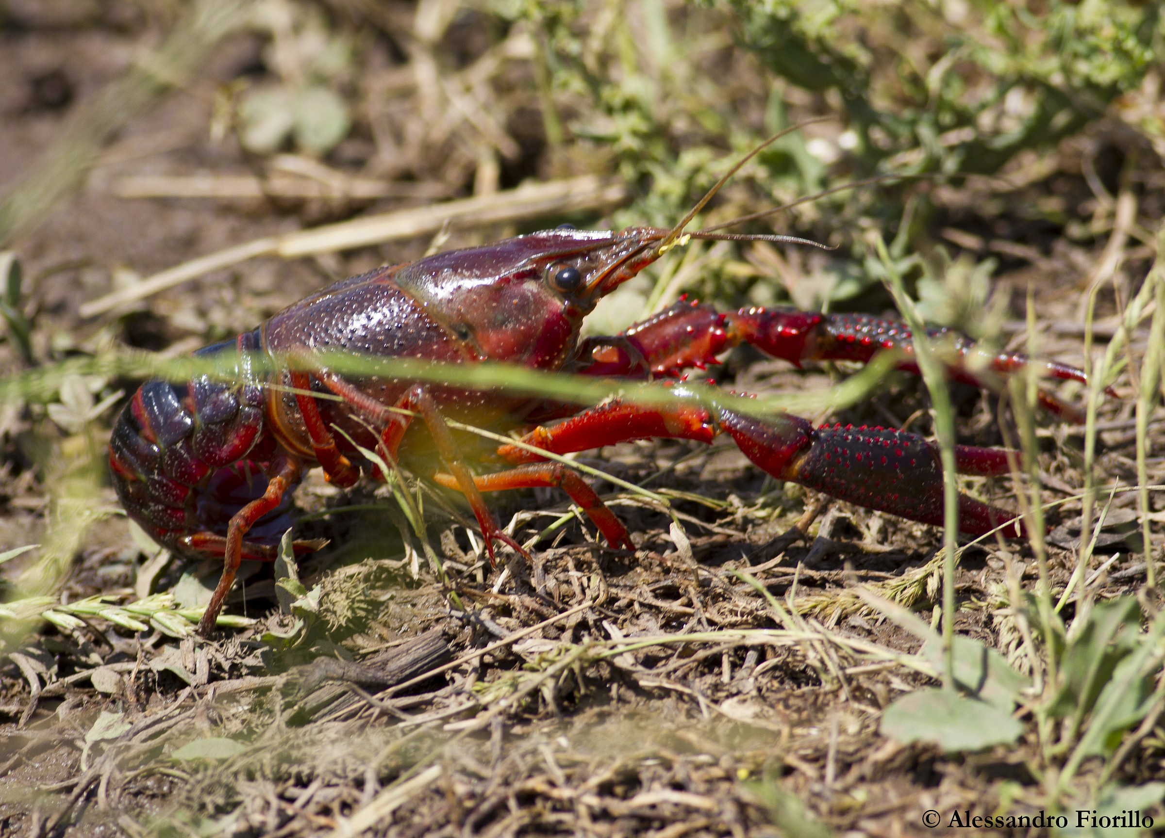 Gambero della Louisiana alla Caffarella (Roma)