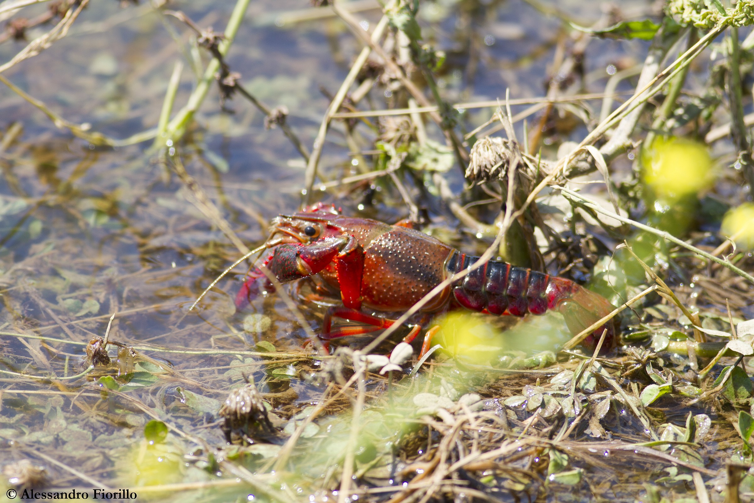 Gambero della Louisiana alla Caffarella (Roma)