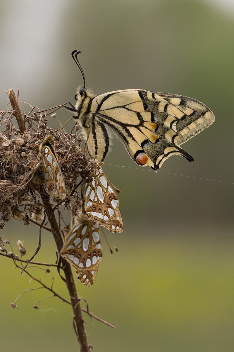Papilio machaon with three Issoria lathonia