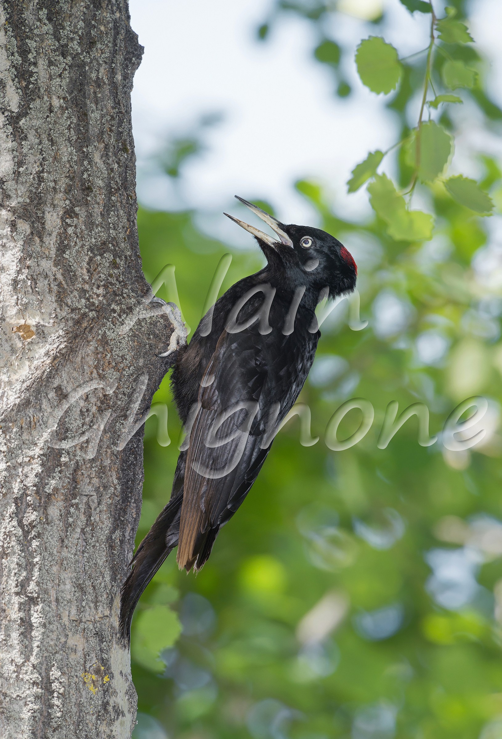 picchio nero femmina in richiamo