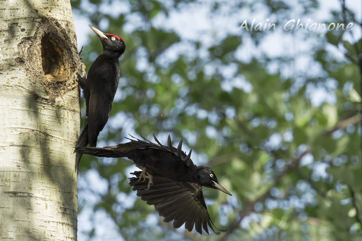 picchio nero... via vai...