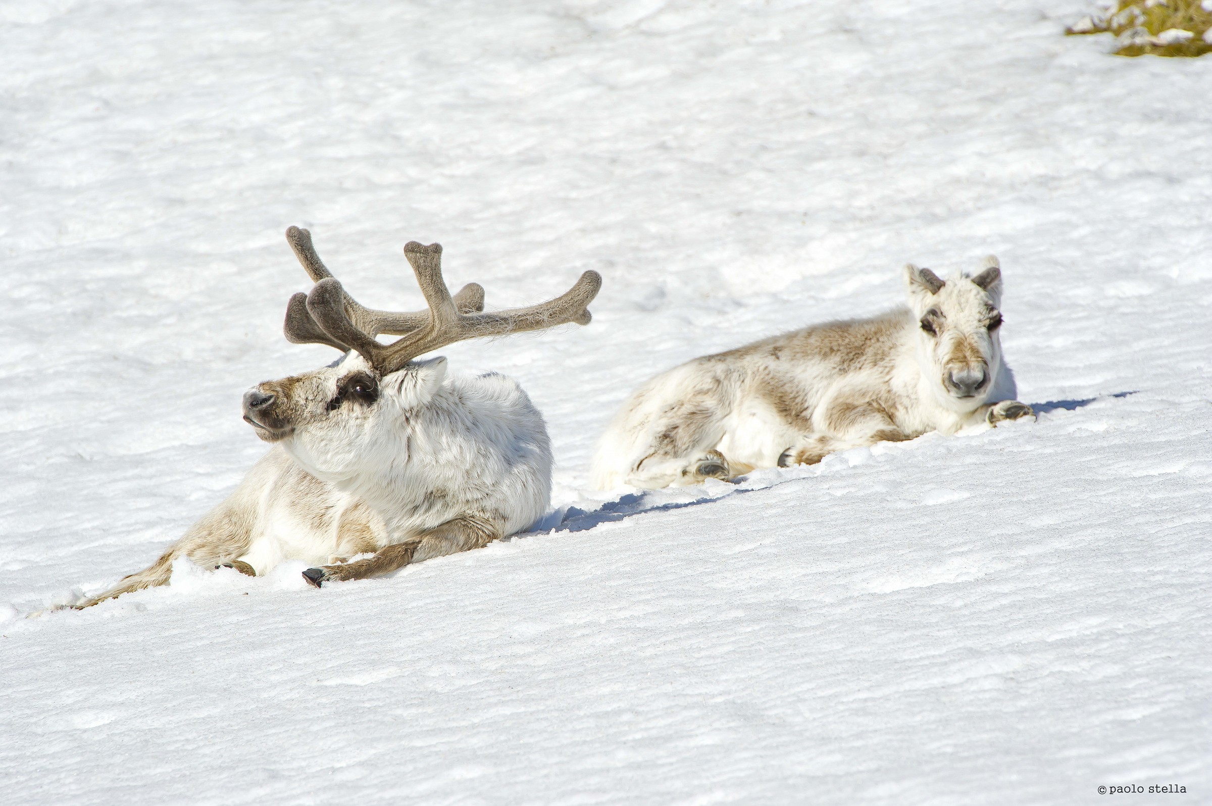 pair of Svalbard reindeer