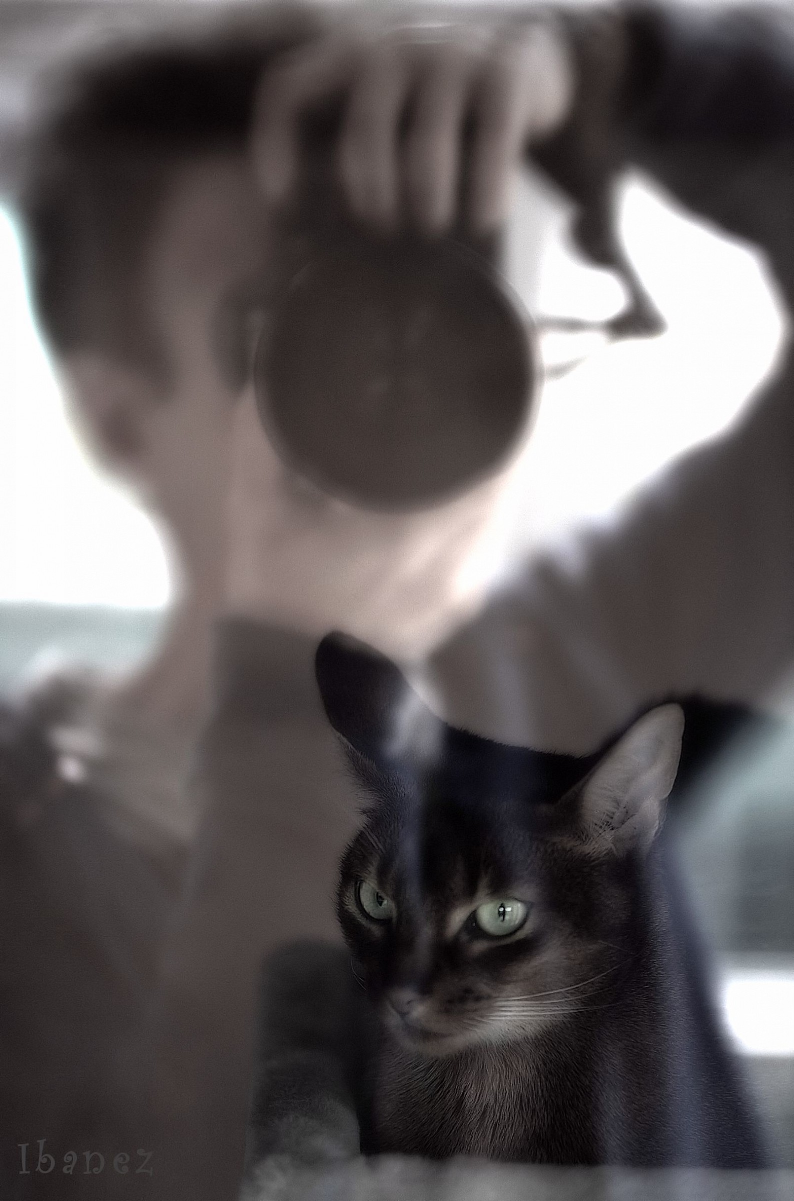 Due animali domestici.