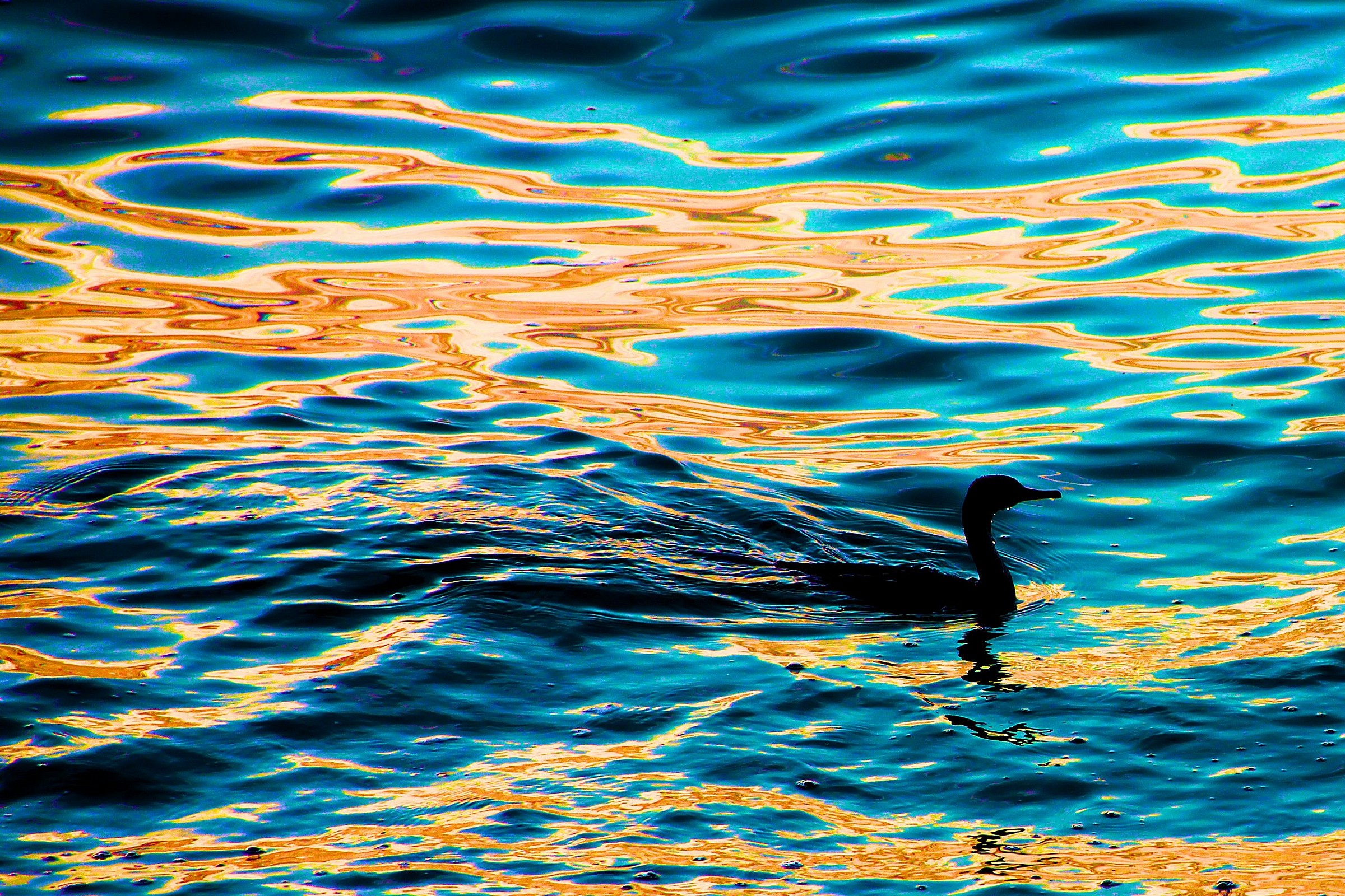 Cormorant at sunset