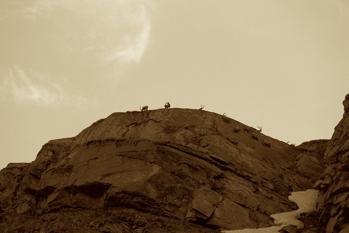 Ibex on the horizon.