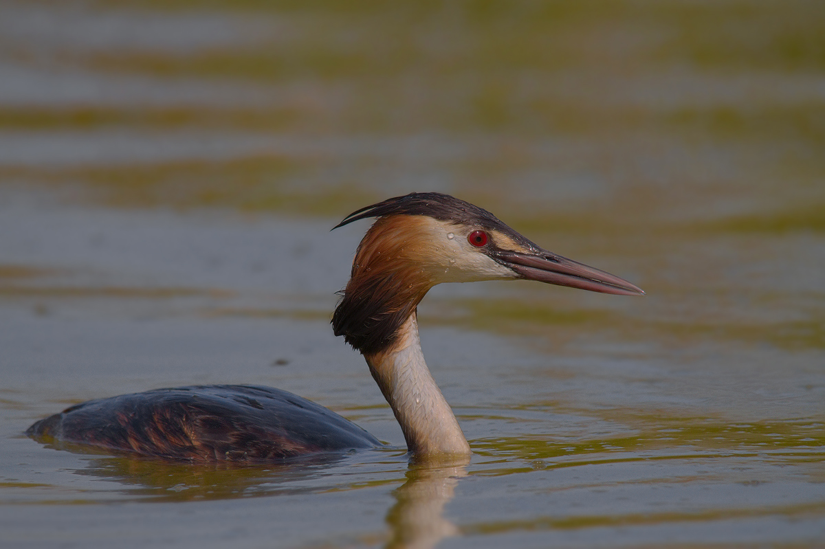 Great Crested Grebe