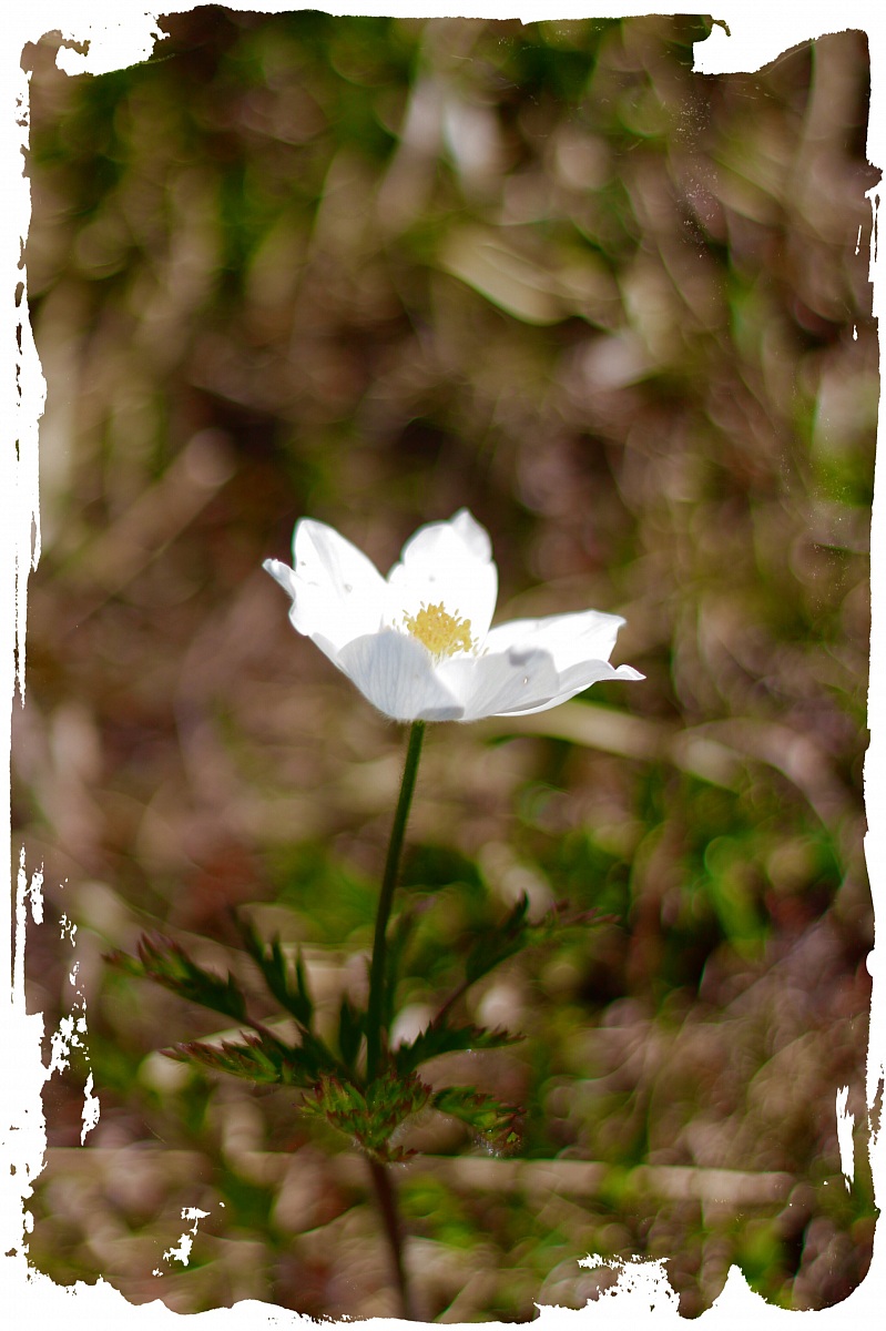 Helleborus niger (rosa di Natale)