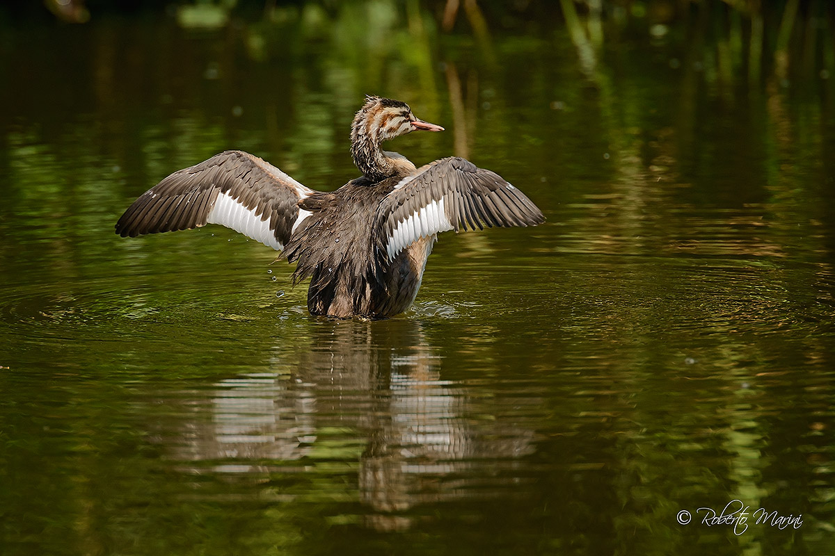 Grebe goes ...
