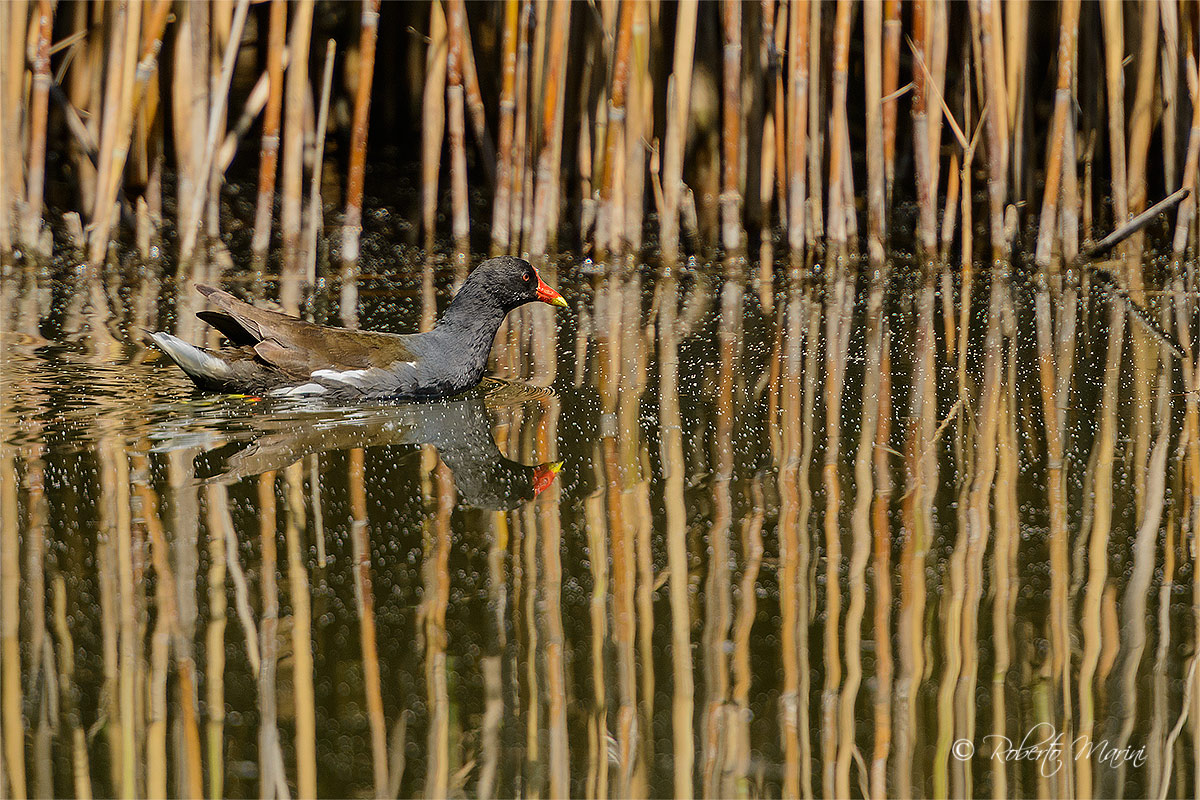 Moorhen striped