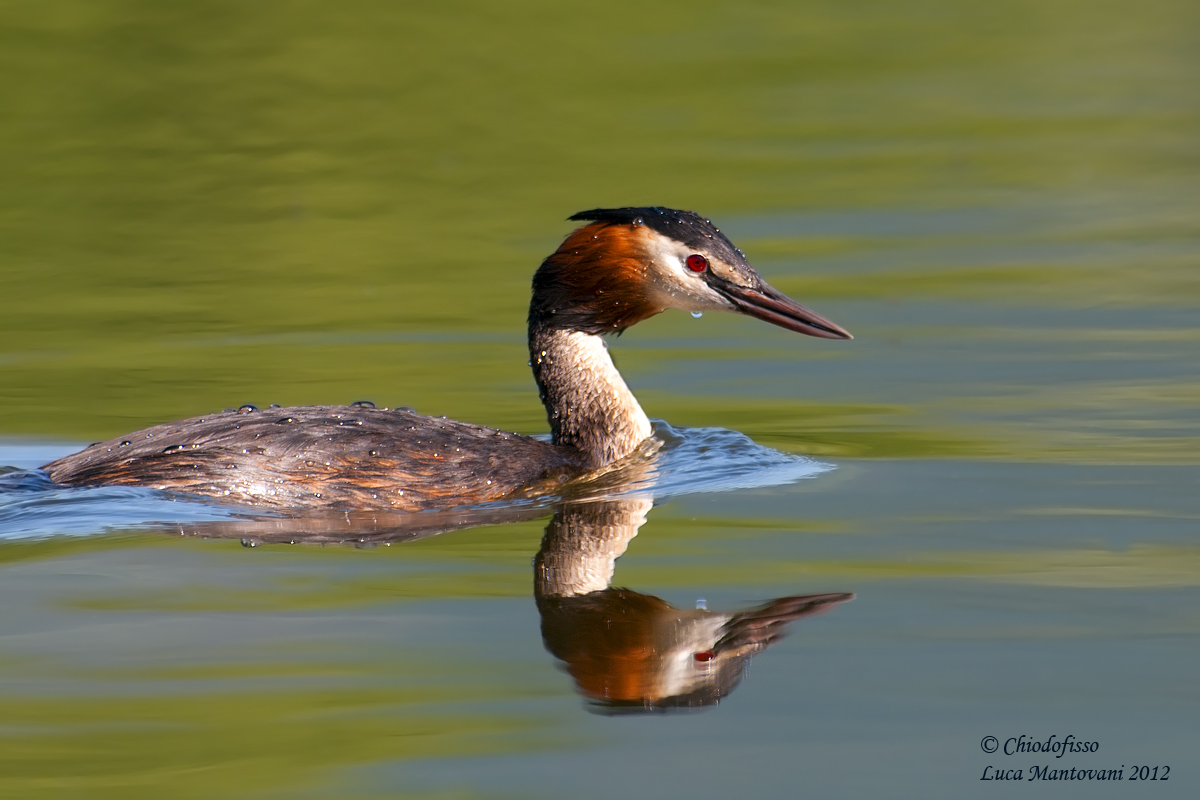 Grebe