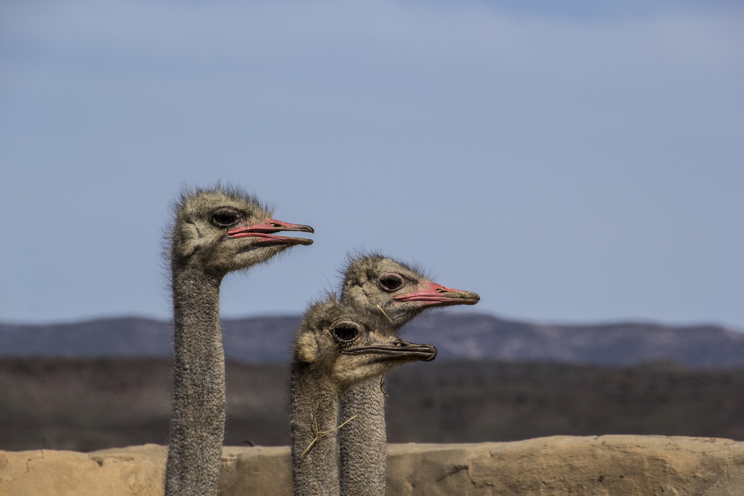 Ostriches