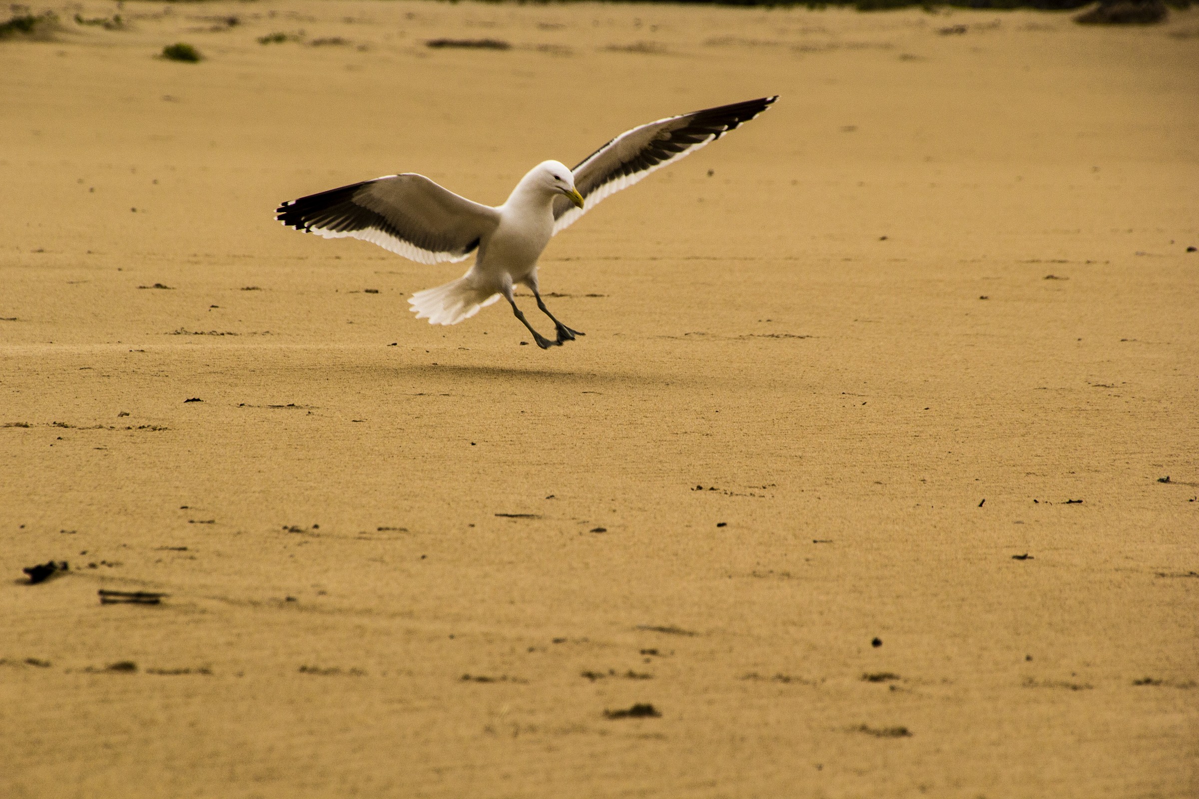 Ready for landing ...