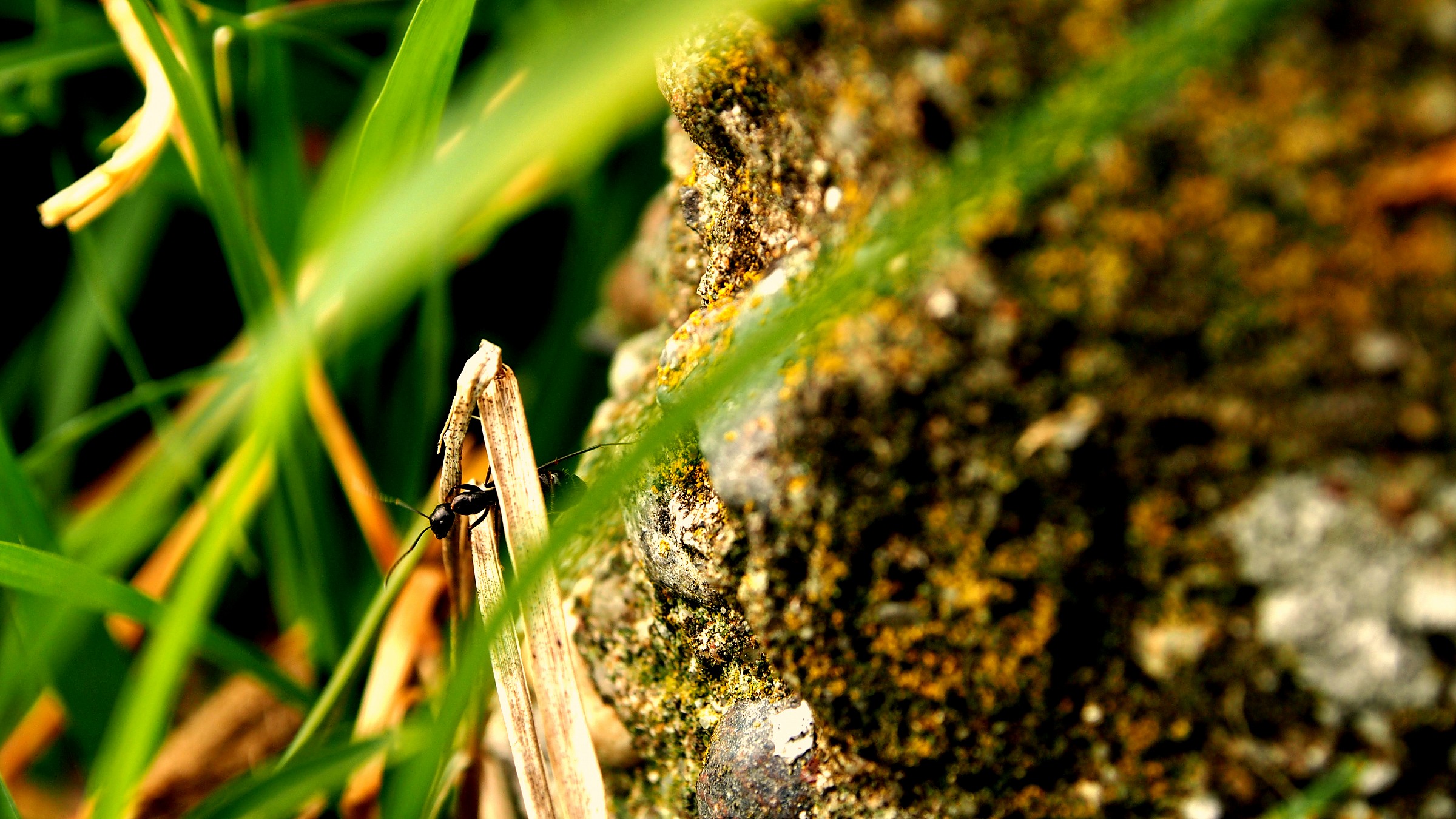 Life in the undergrowth 2