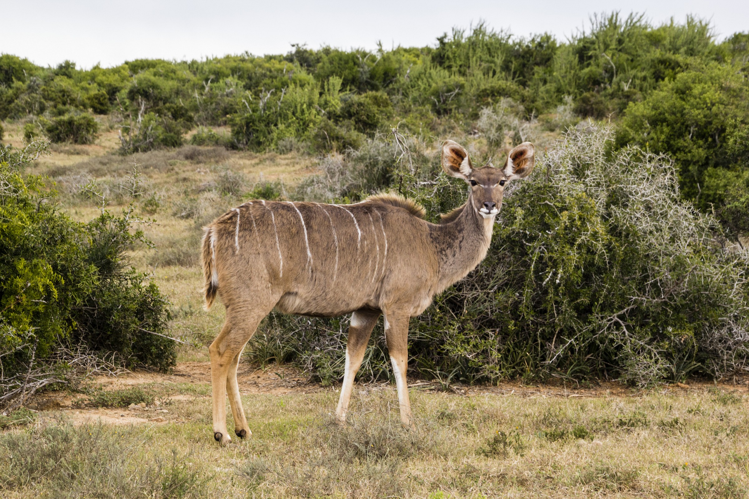 Kudu