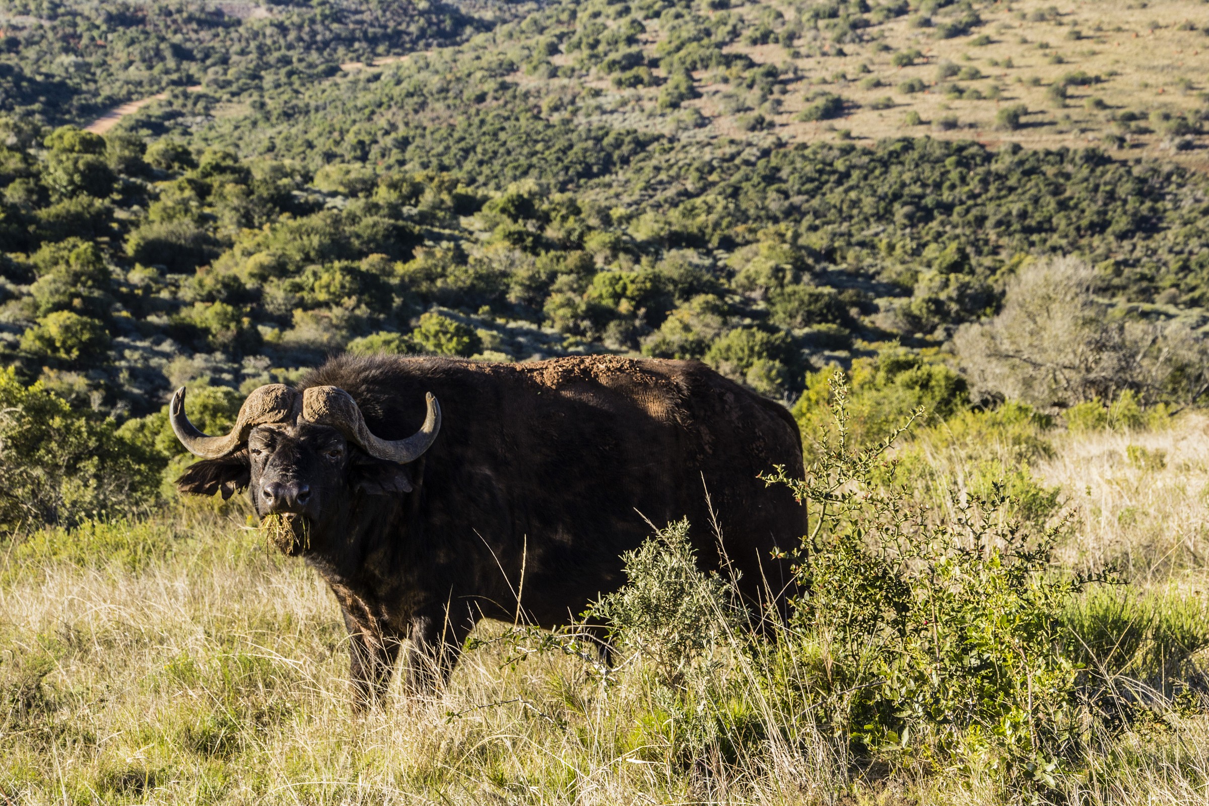 Addo Elephant NP - Buffalo