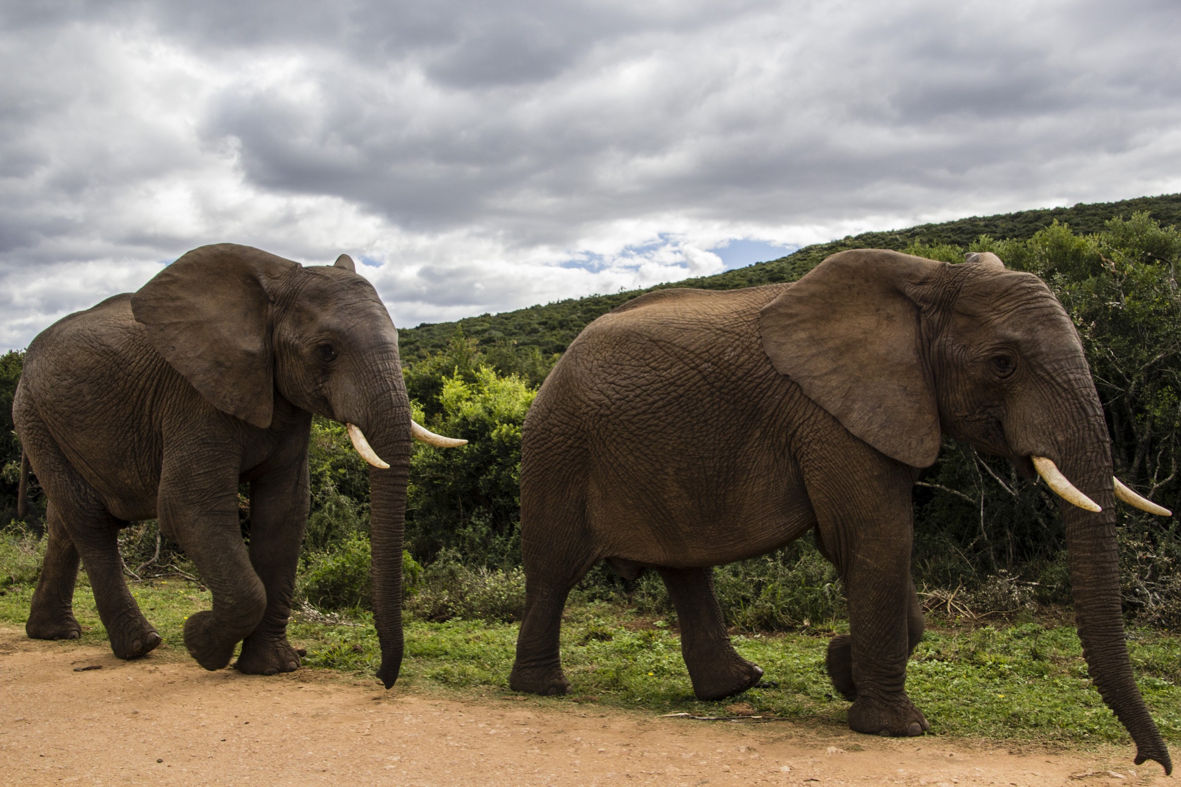 Addo Elephant NP - Elephants