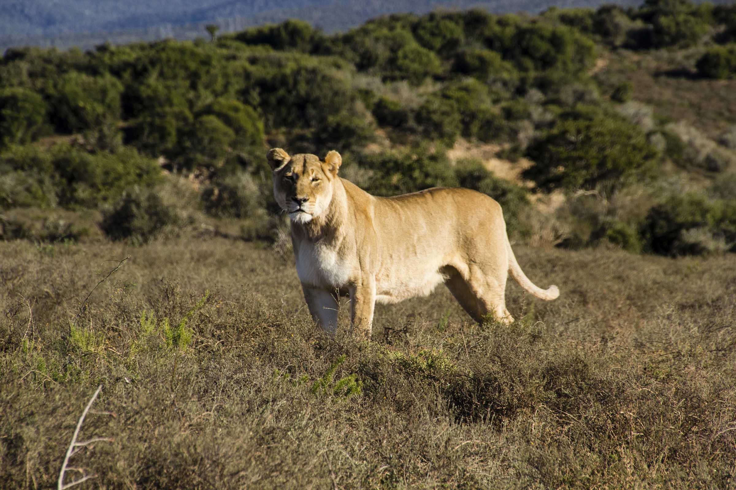 Addo Elephant NP - Lion