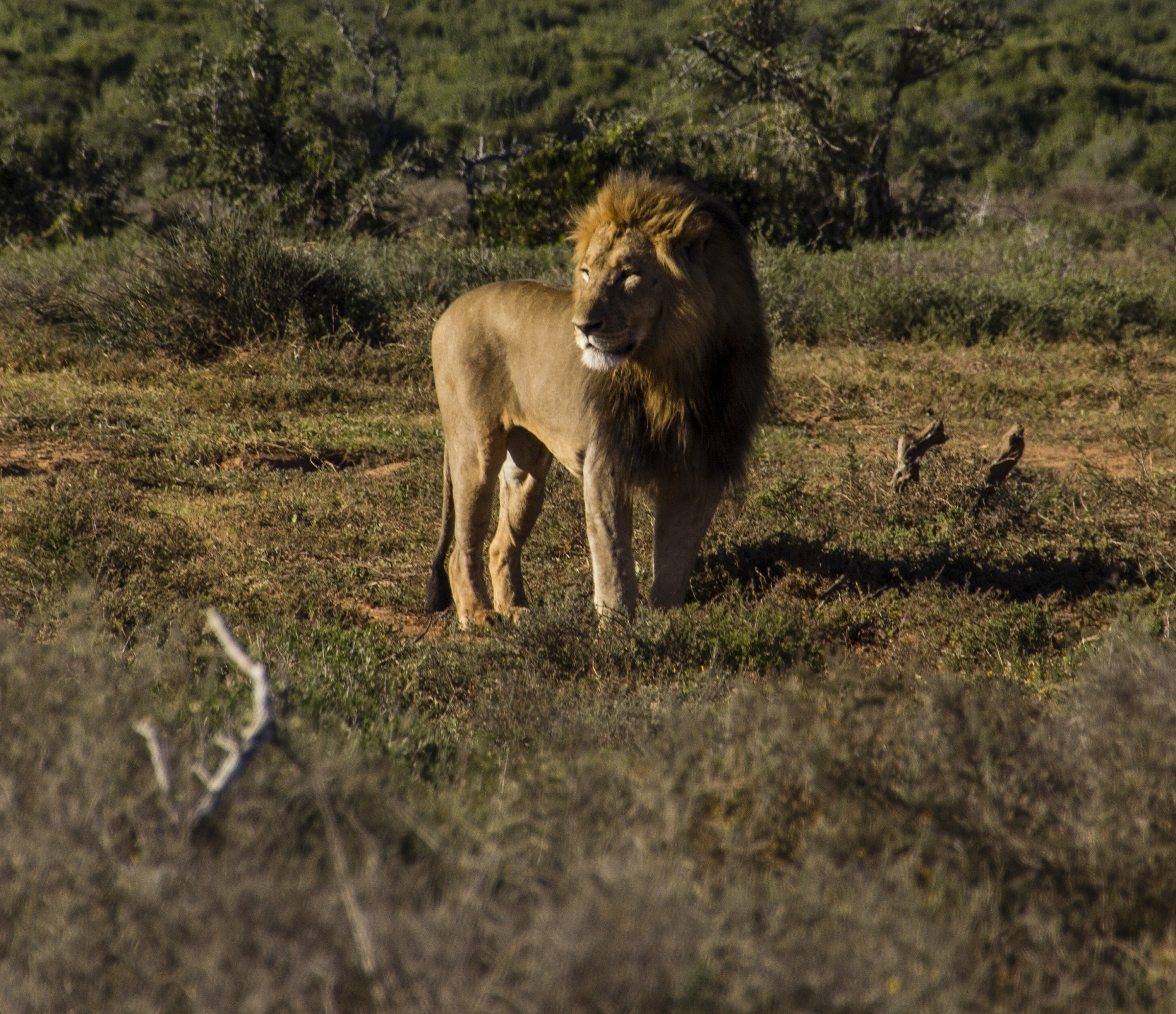 Addo Elephant NP - Lion