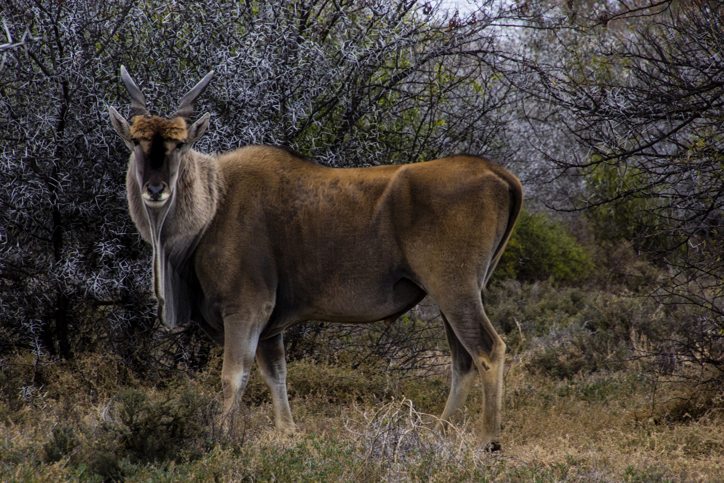 Valley of desolation NP - Eland