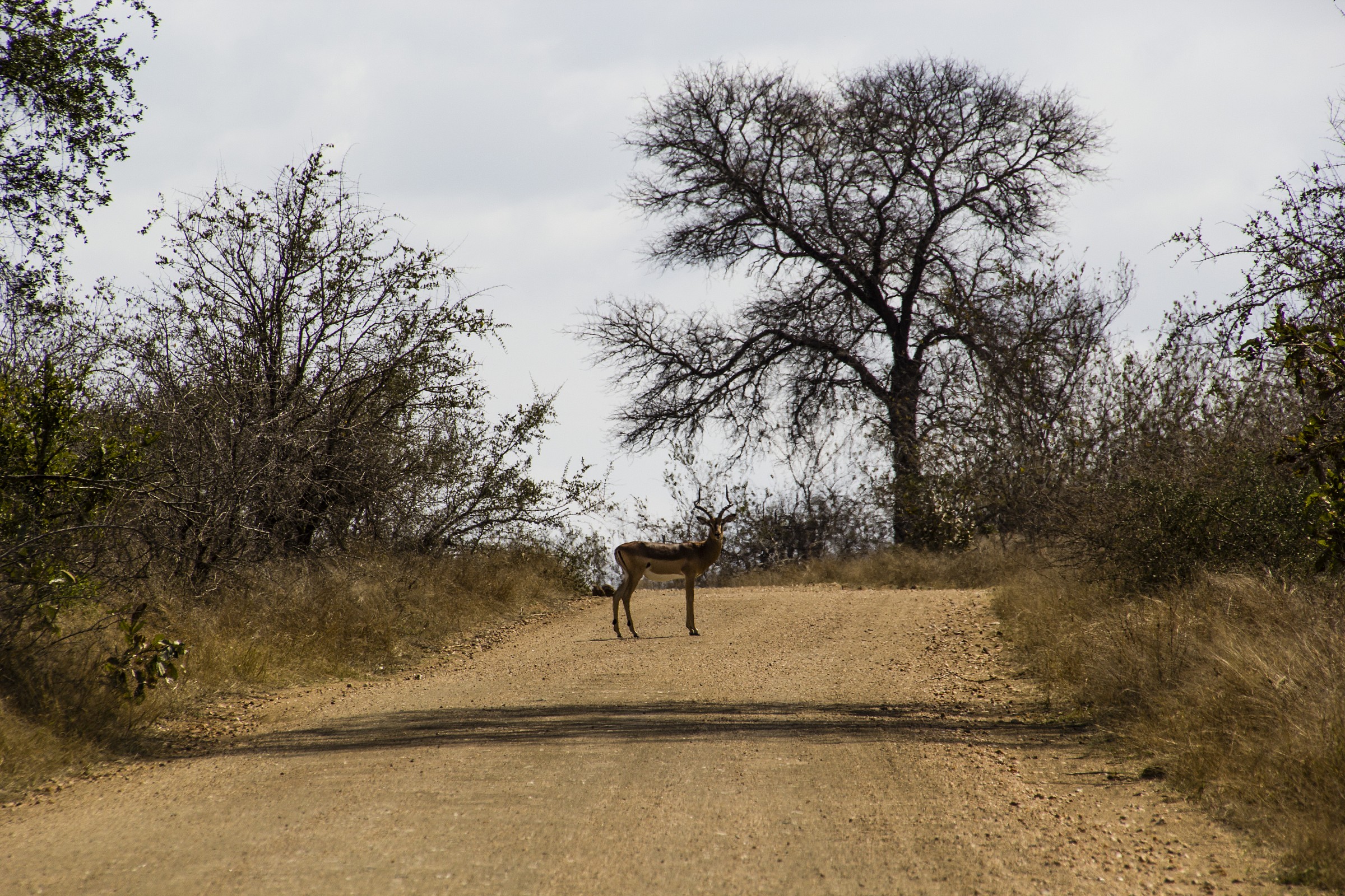 Kruger NP - Impala