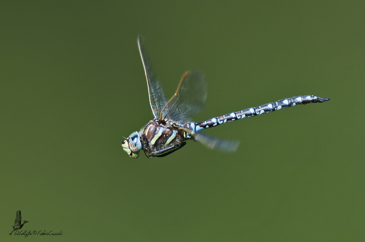 Dragonfly