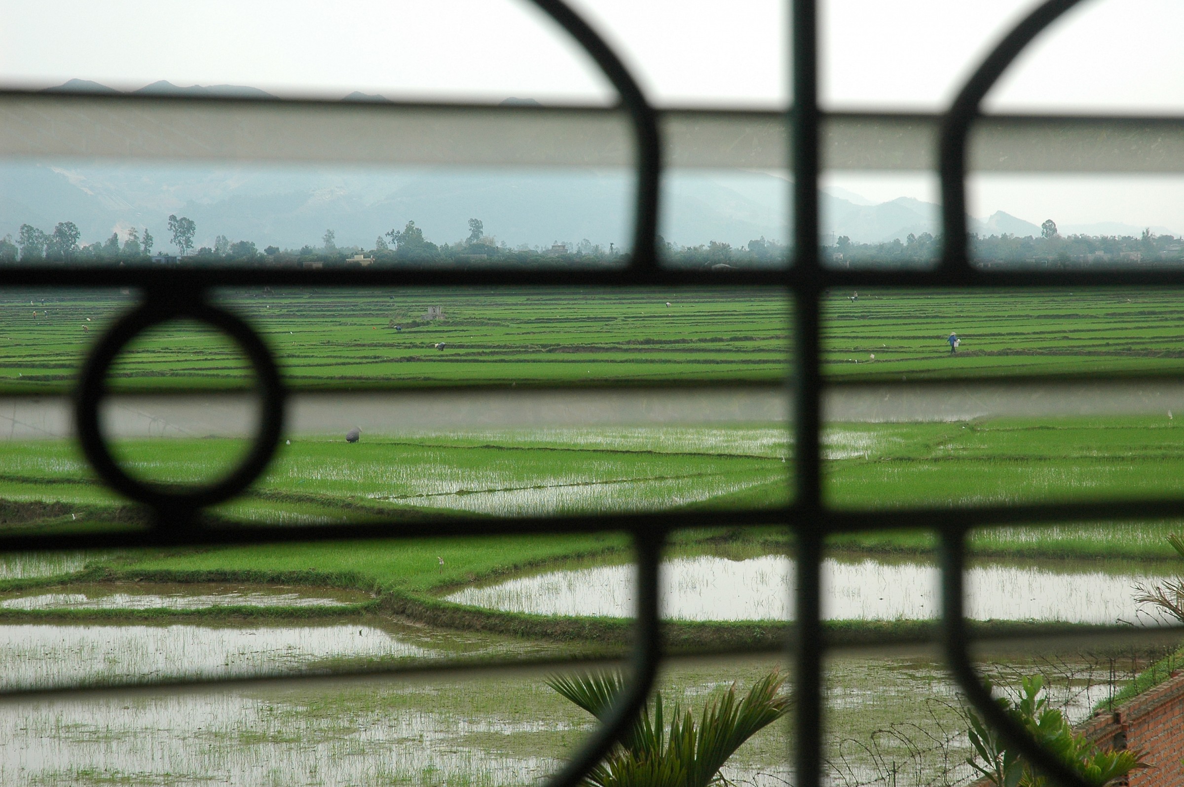 Rice paddies of Vietnam from the factory ceramice