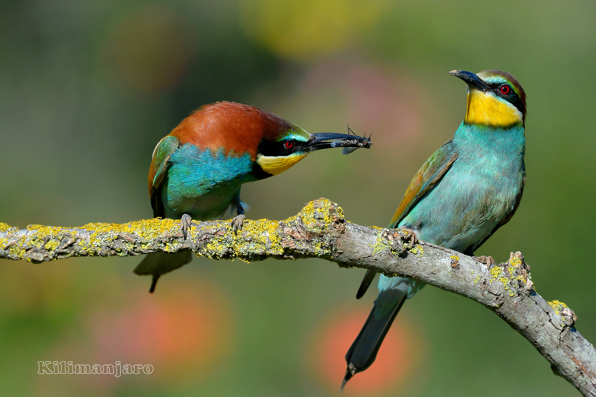 Do not be afraid I have captured for you