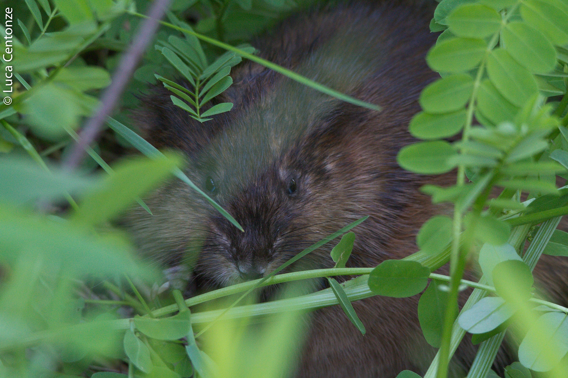 Muskrat (Muskrat)