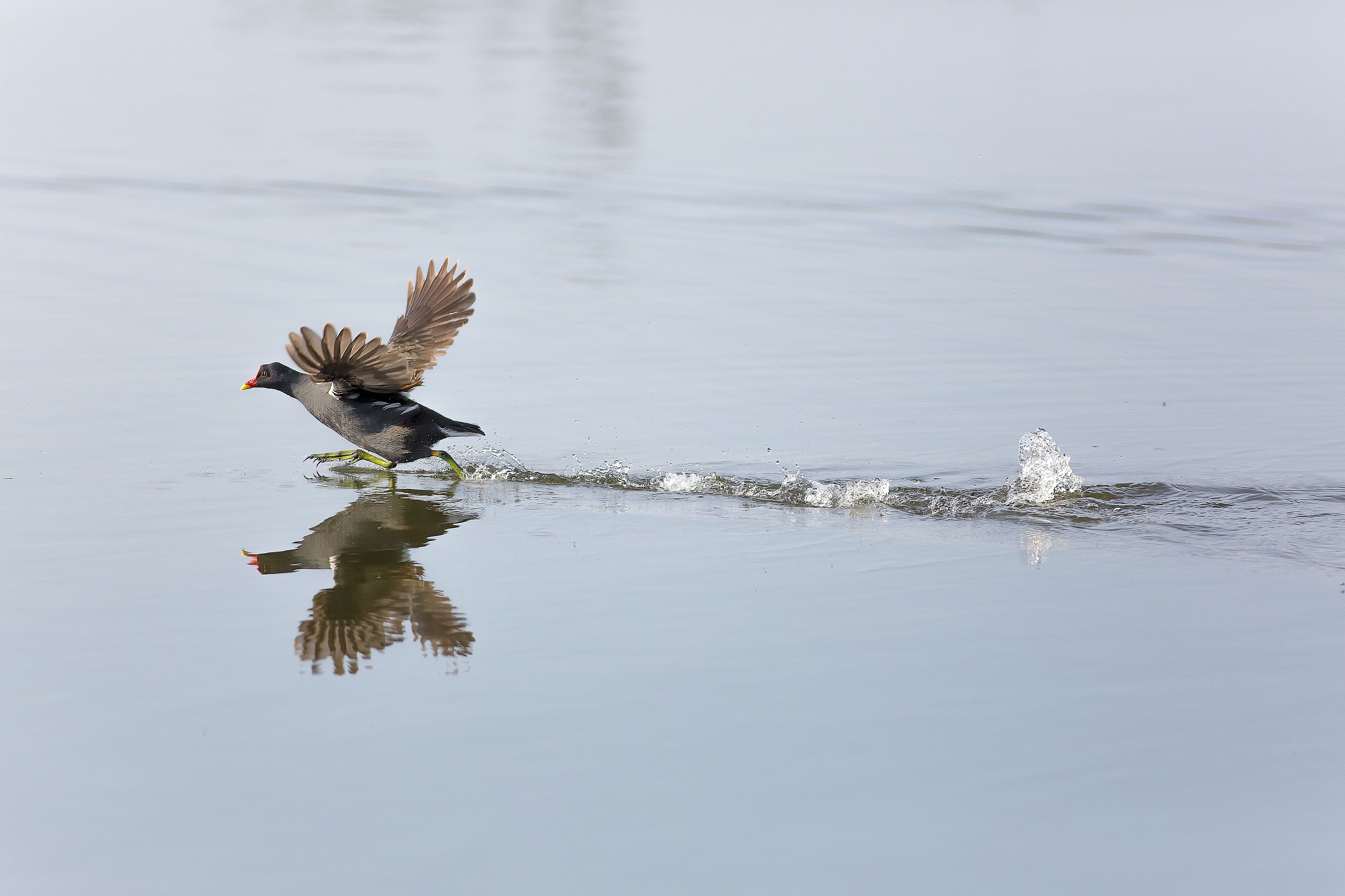 Moorhen Water