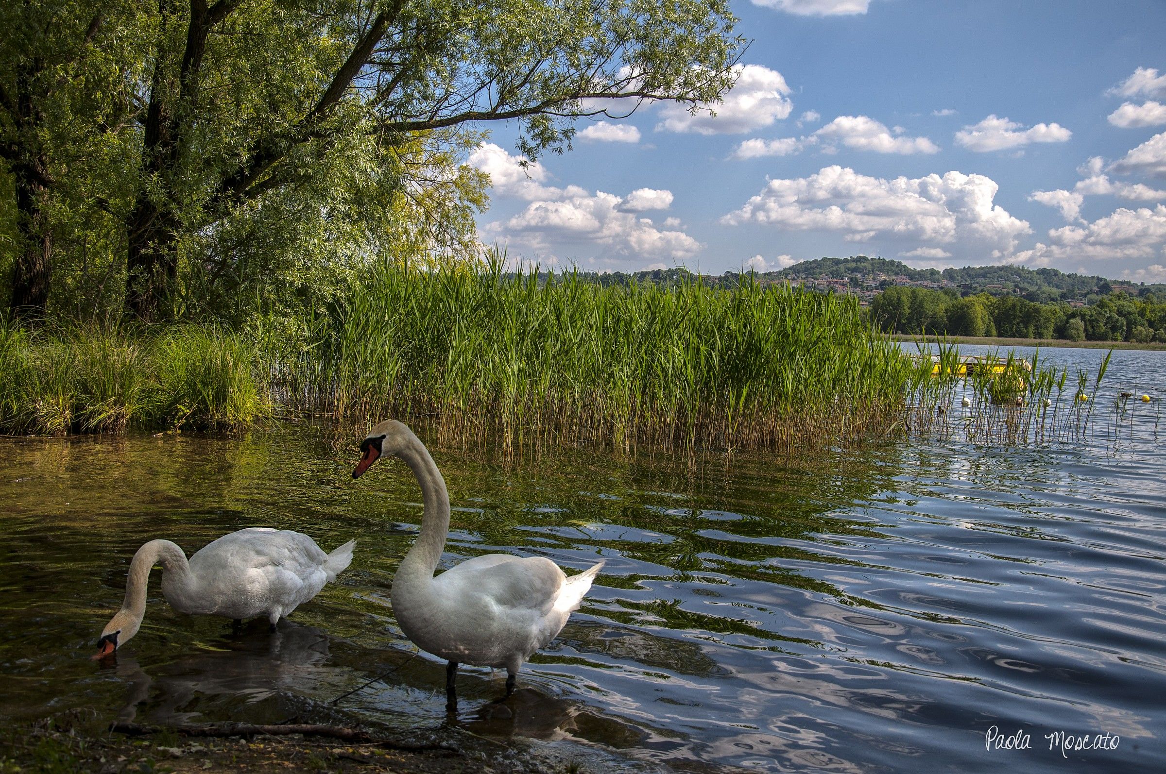 I cigni