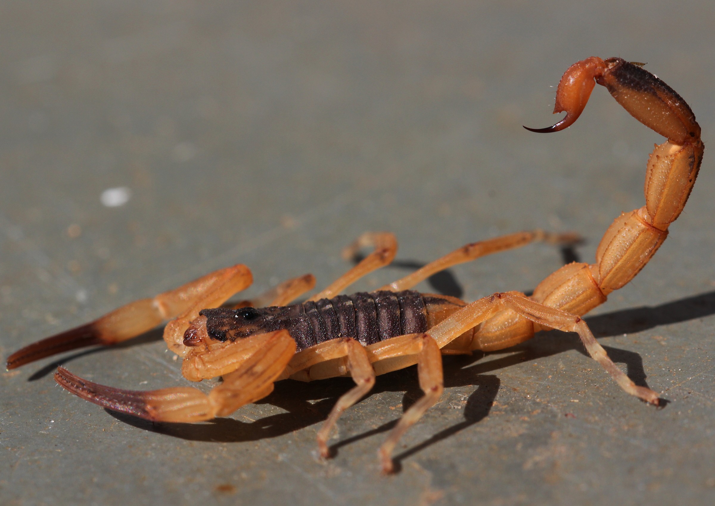 Scorpione Tityus serrulatus