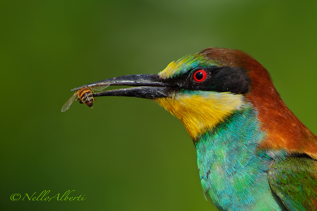 Gruccione con ape dettaglio