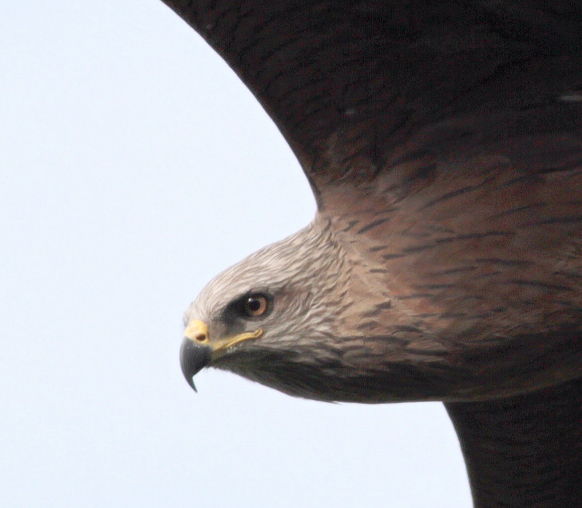 Close up black kite in flight
