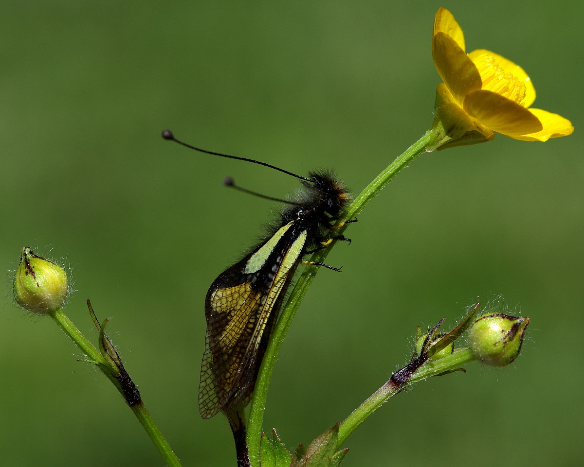 Libelloides and Buttercup
