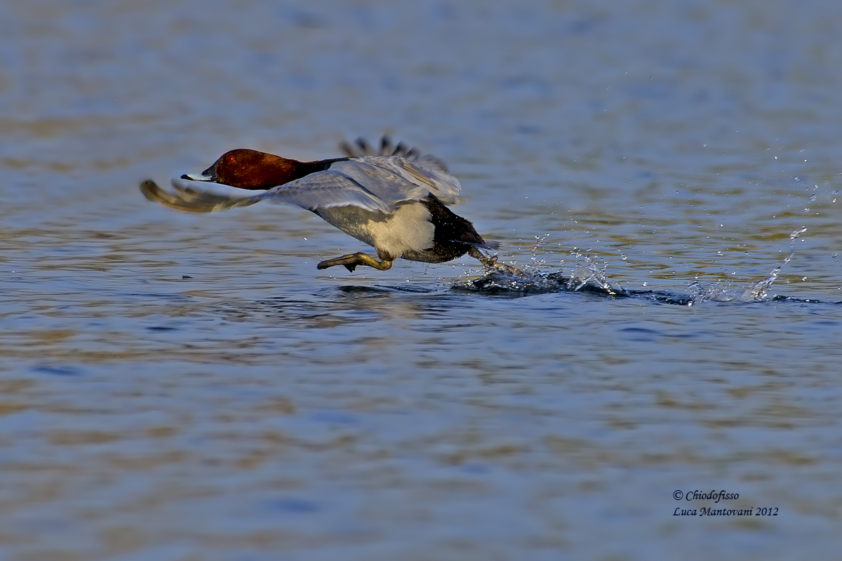 Pochard male taking off