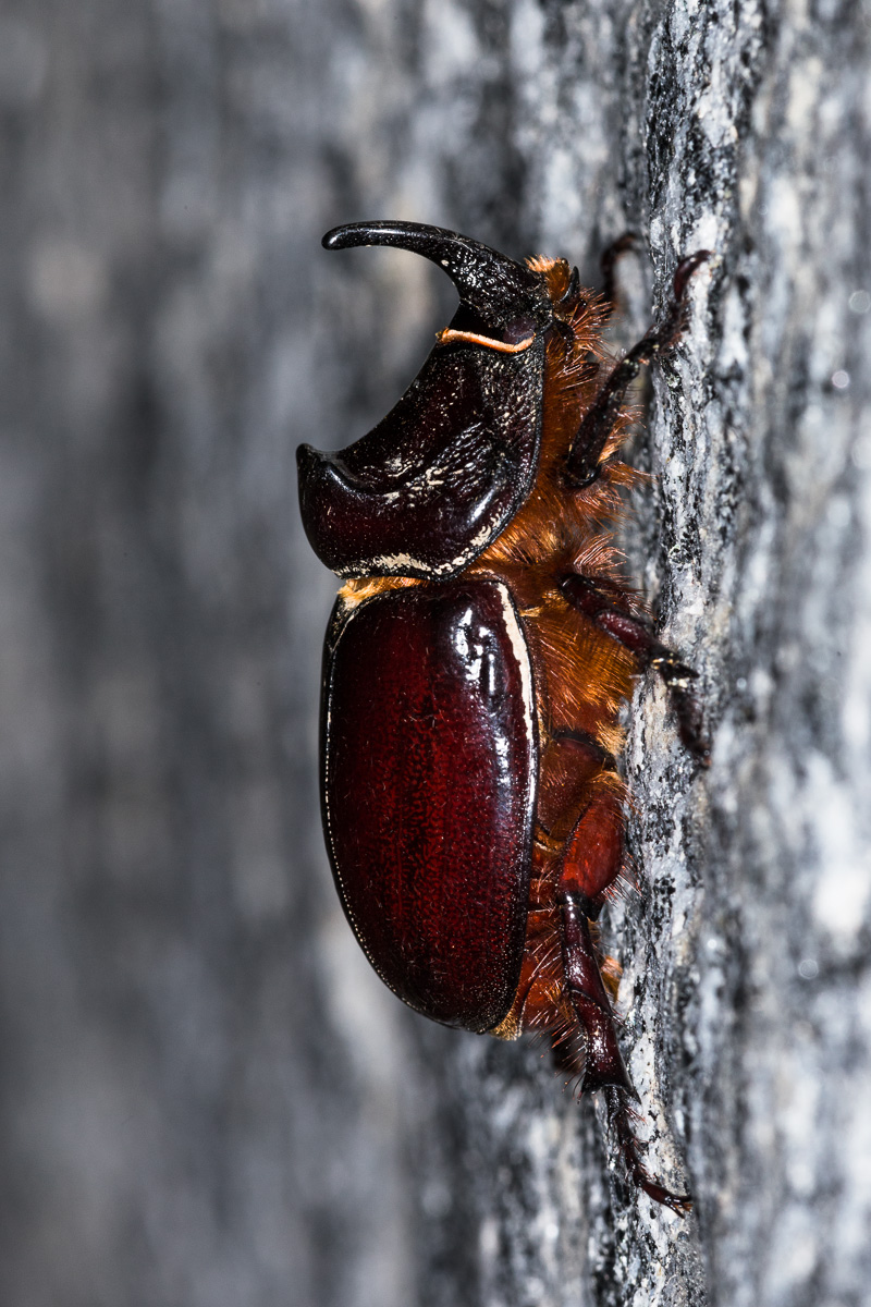 Scarabeo rinoceronte (Oryctes nasicornis)