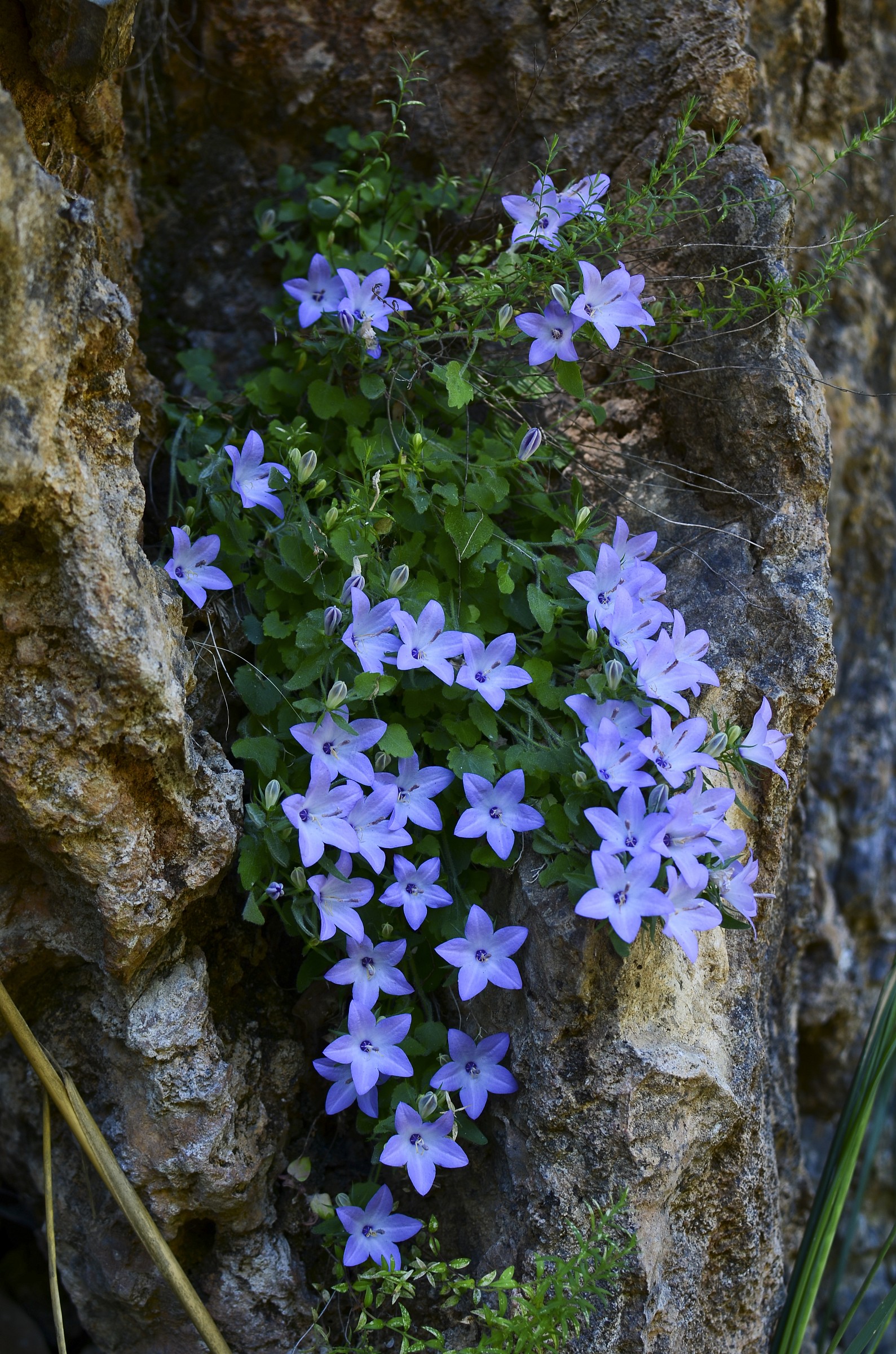 Campanula fragilis