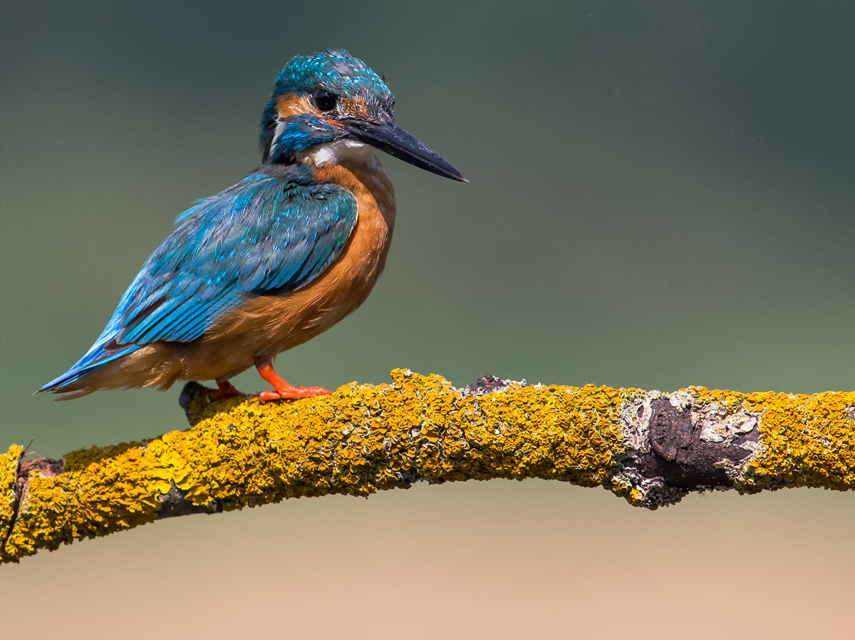 Martin pescatore giovane