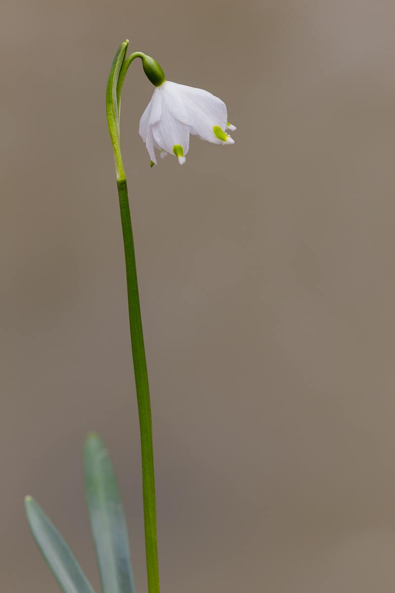 Campanellino d'inverno (Leucojum vernum)