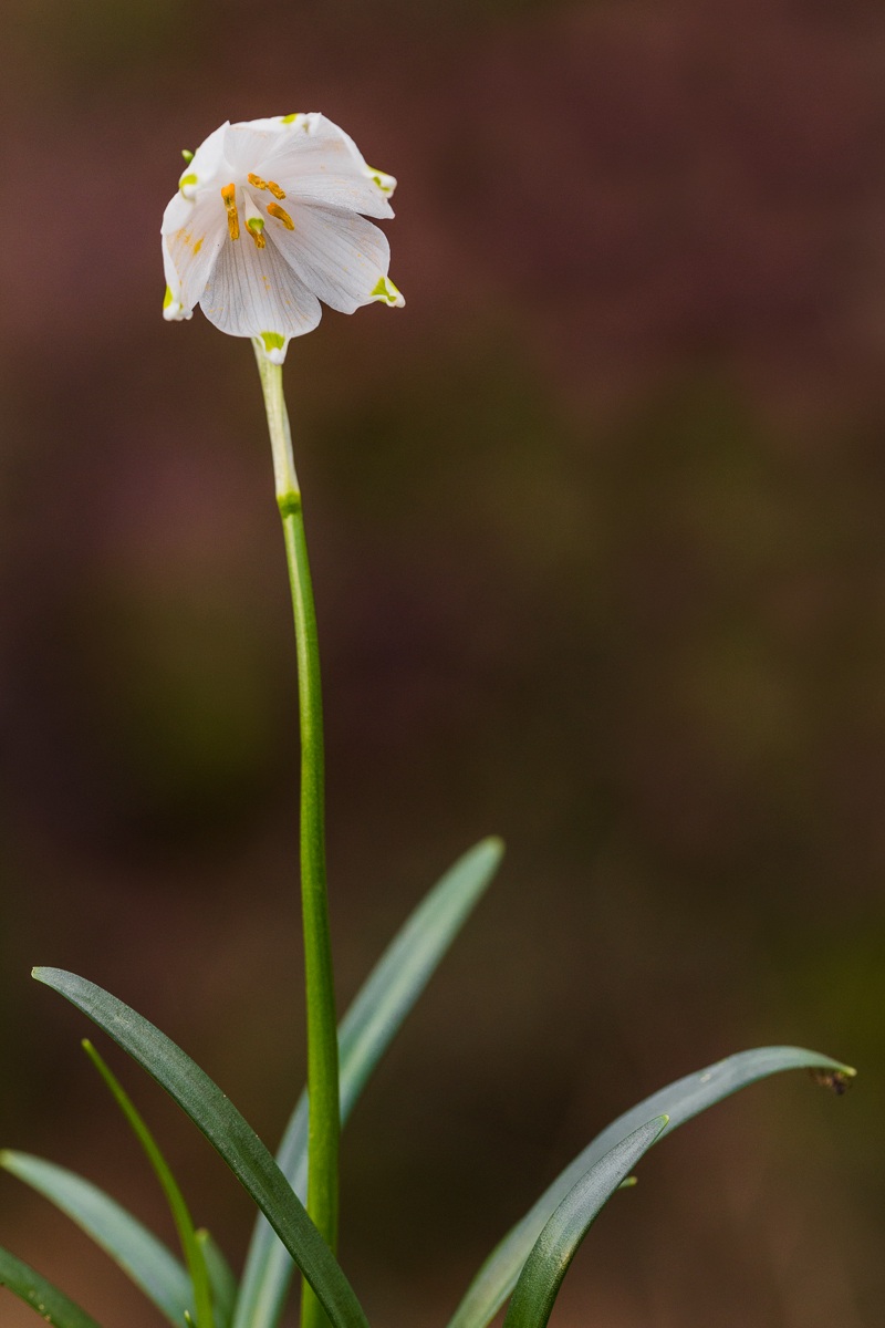 Campanellino d'inverno (Leucojum vernum)