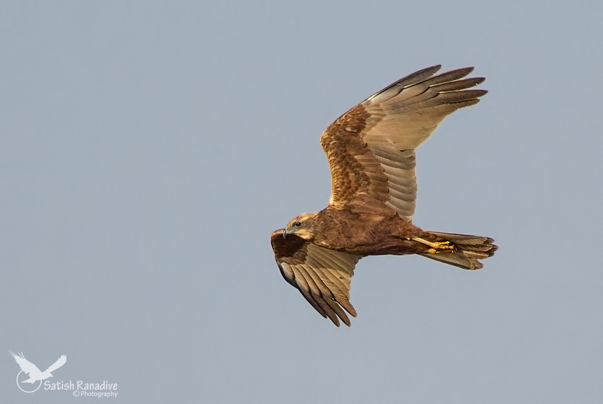 Eurasian Marsh Harrier.