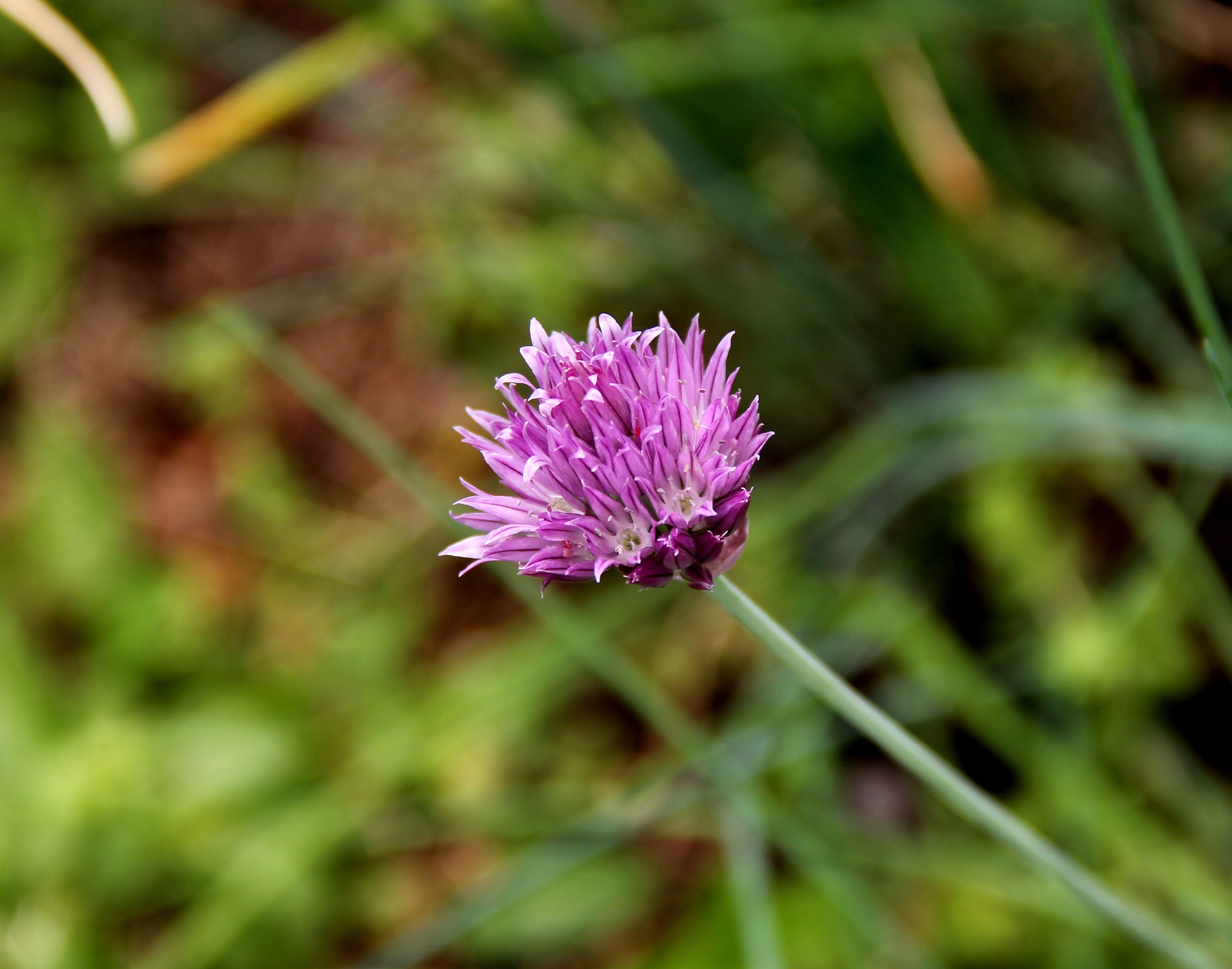 Chive Flower